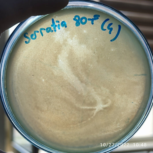 Serratia marcescens bacteriophage 200080F