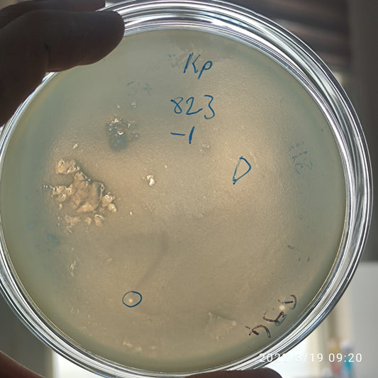 Klebsiella pneumoniae bacteriophage 180823D