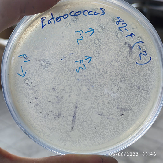 Enterococcus bacteriophage 110082F