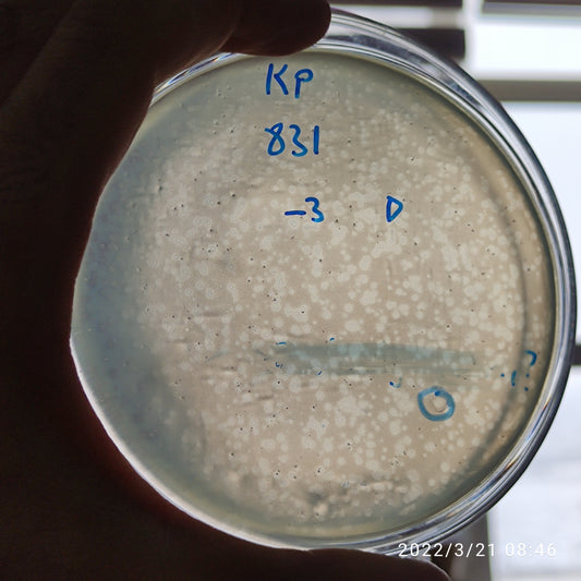 Klebsiella pneumoniae bacteriophage 180831D