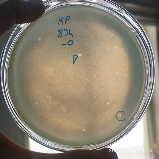 Klebsiella pneumoniae bacteriophage 180834D