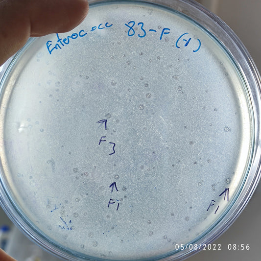 Enterococcus bacteriophage 110083F