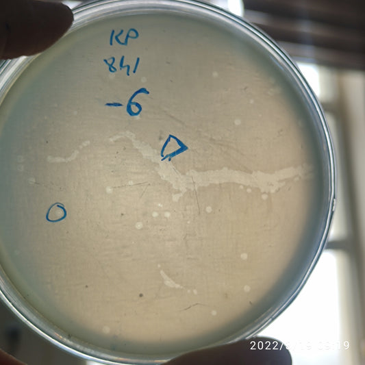 Klebsiella pneumoniae bacteriophage 180841D