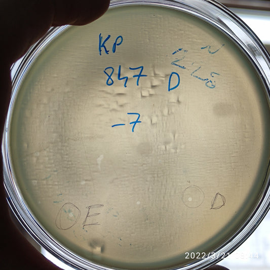 Klebsiella pneumoniae bacteriophage 180847E