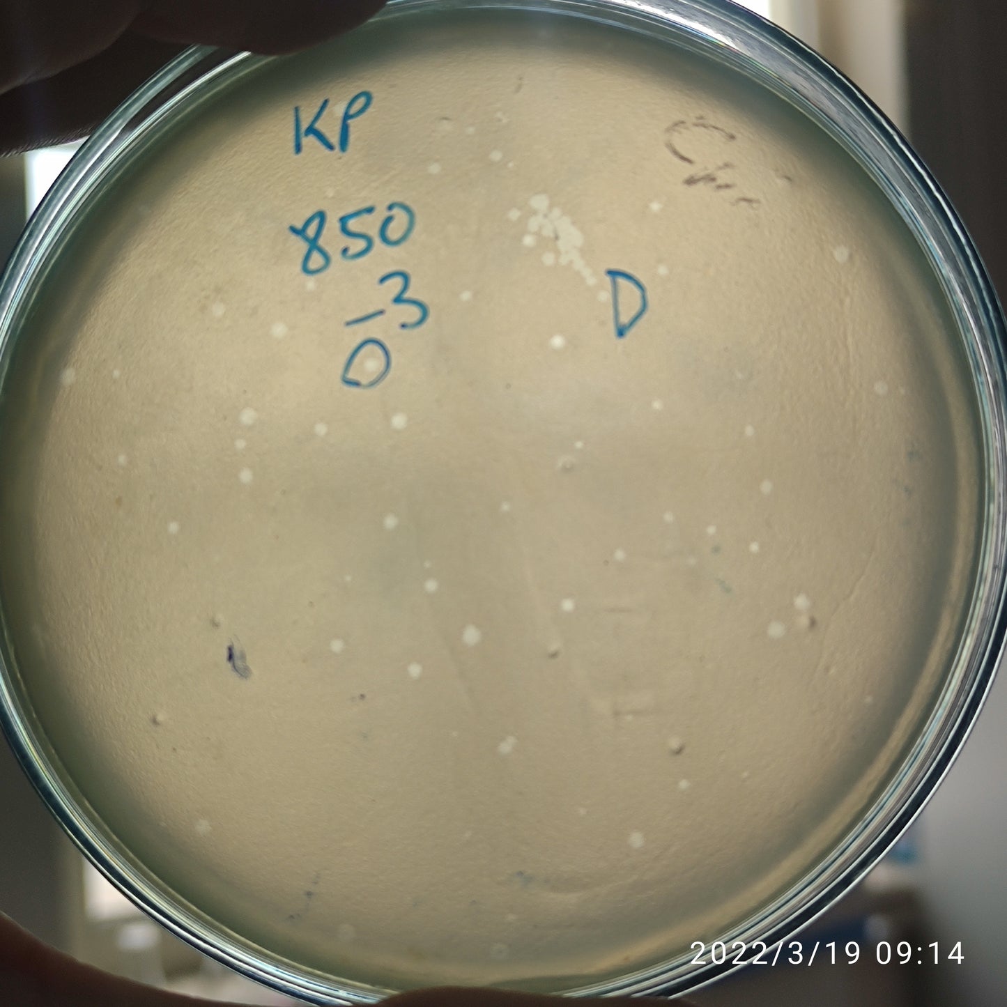 Klebsiella pneumoniae bacteriophage 180850D
