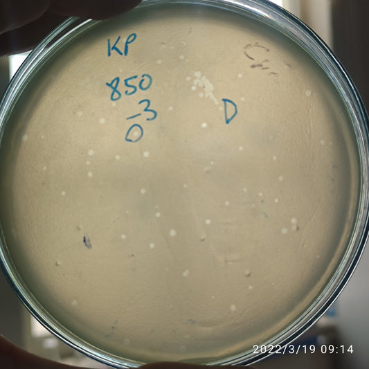 Klebsiella pneumoniae bacteriophage 180850D