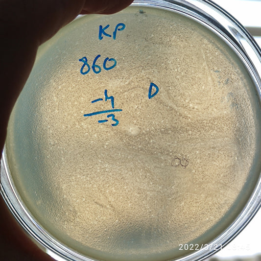 Klebsiella pneumoniae bacteriophage 180860D