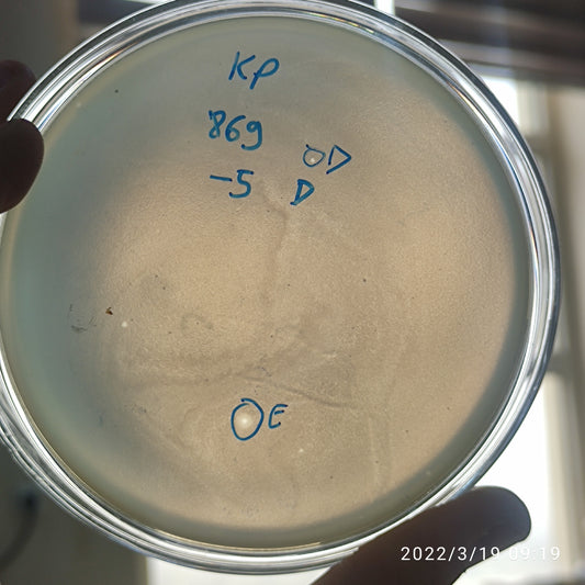 Klebsiella pneumoniae bacteriophage 180869E