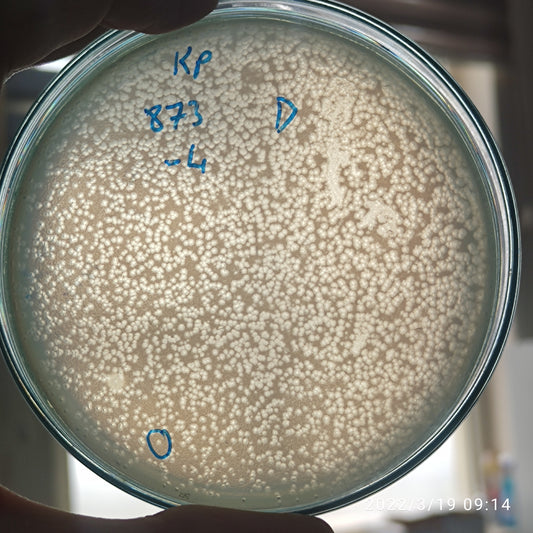 Klebsiella pneumoniae bacteriophage 180873D