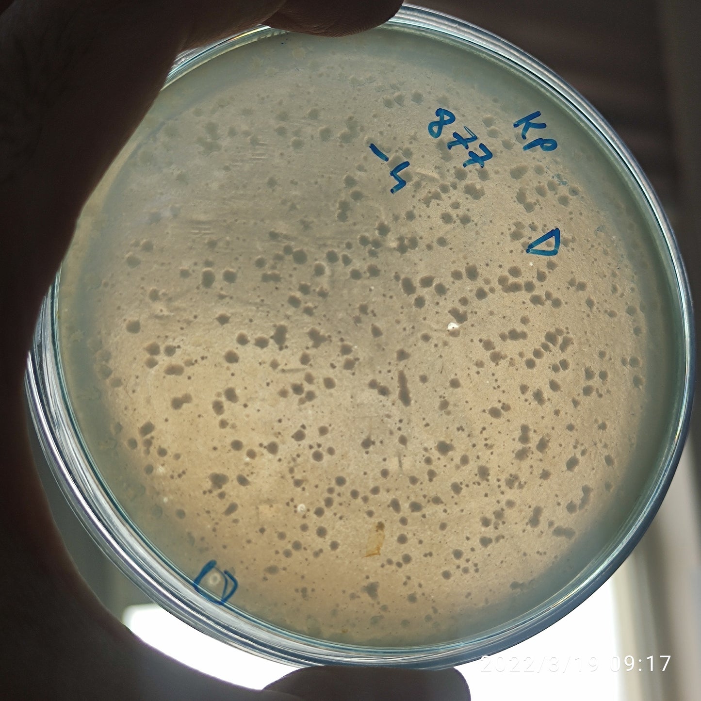 Klebsiella pneumoniae bacteriophage 180877D
