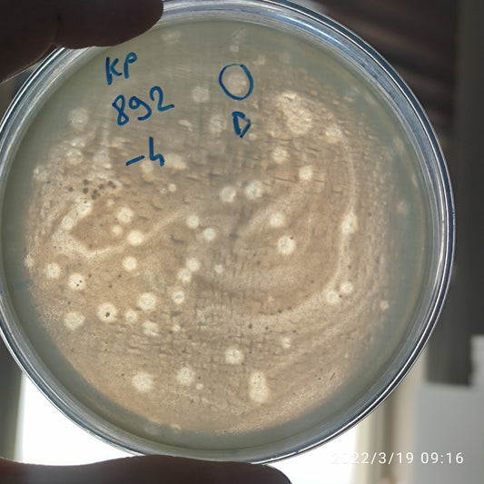 Klebsiella pneumoniae bacteriophage 180892D