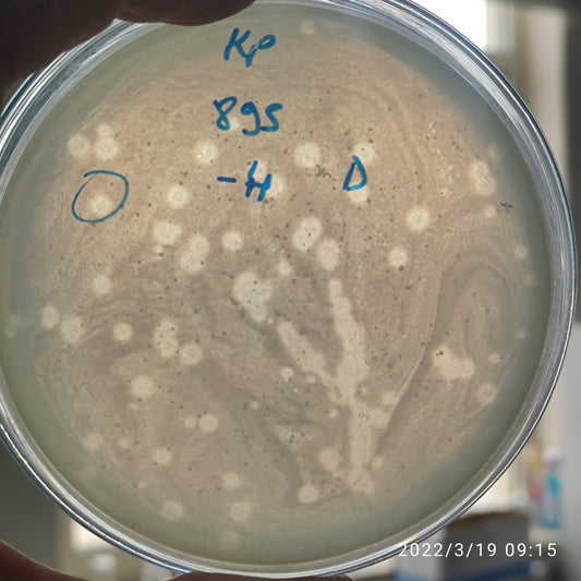 Klebsiella pneumoniae bacteriophage 180895D