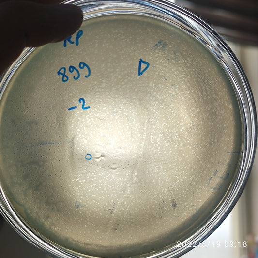 Klebsiella pneumoniae bacteriophage 180899D