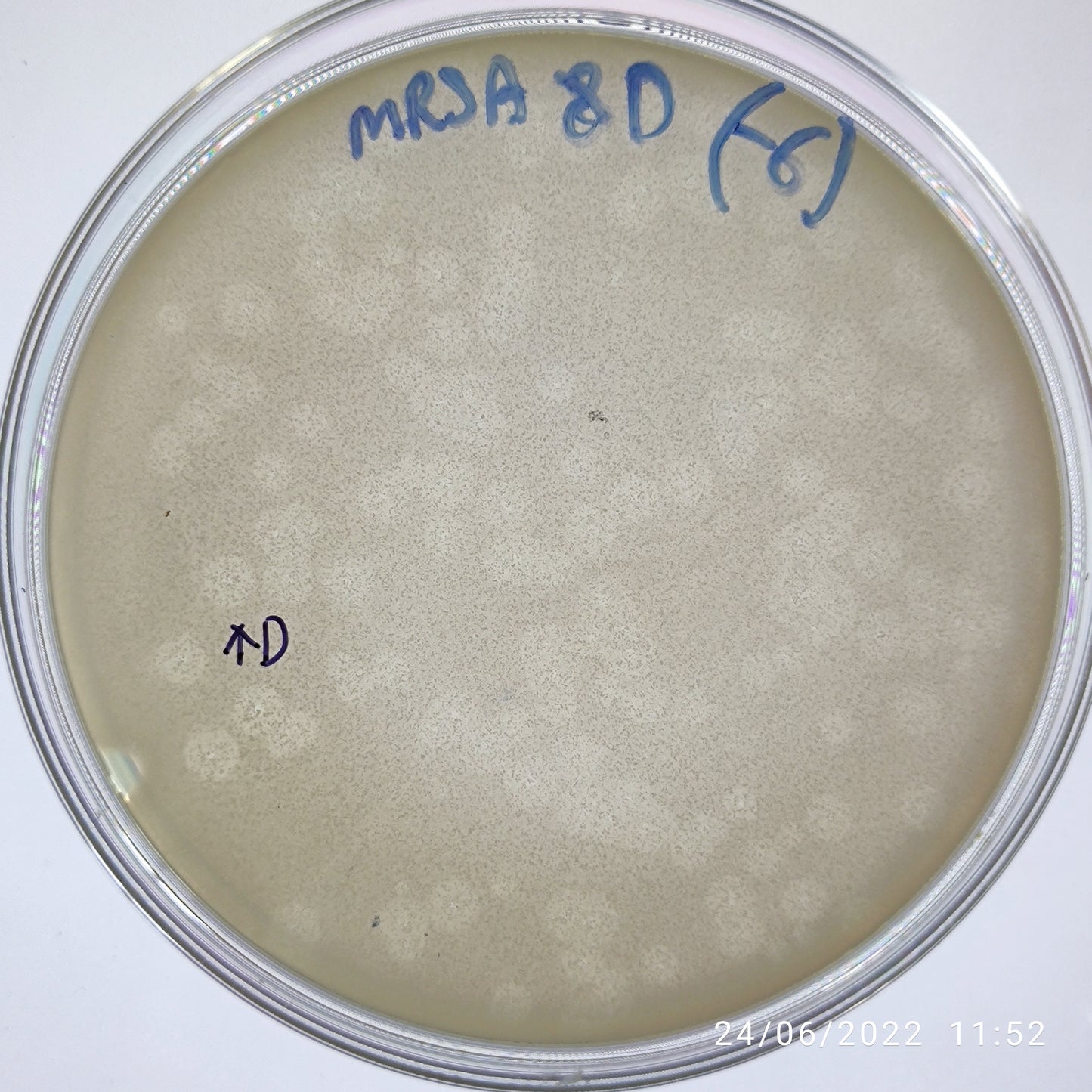 Staphylococcus aureus bacteriophage 150008D