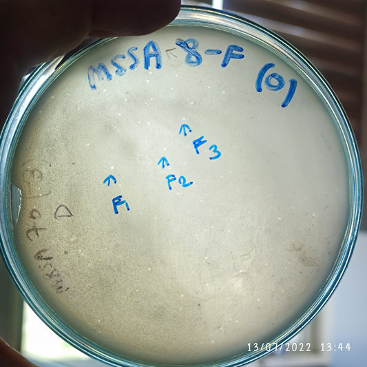Staphylococcus aureus bacteriophage 152008F