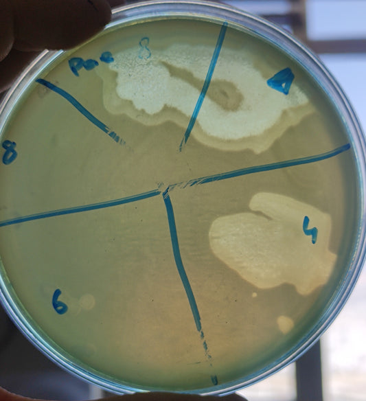 Pseudomonas aeruginosa bacteriophage 130008A