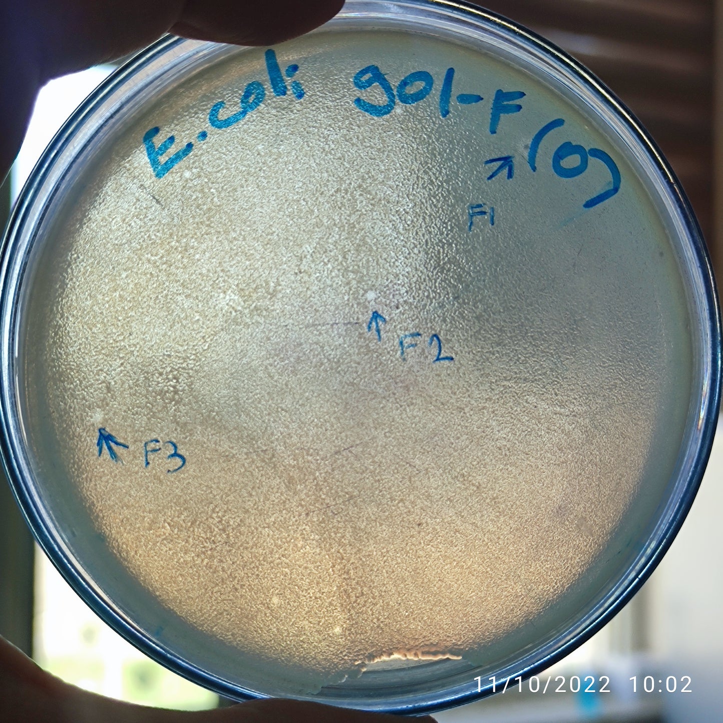 Escherichia coli bacteriophage 100901F