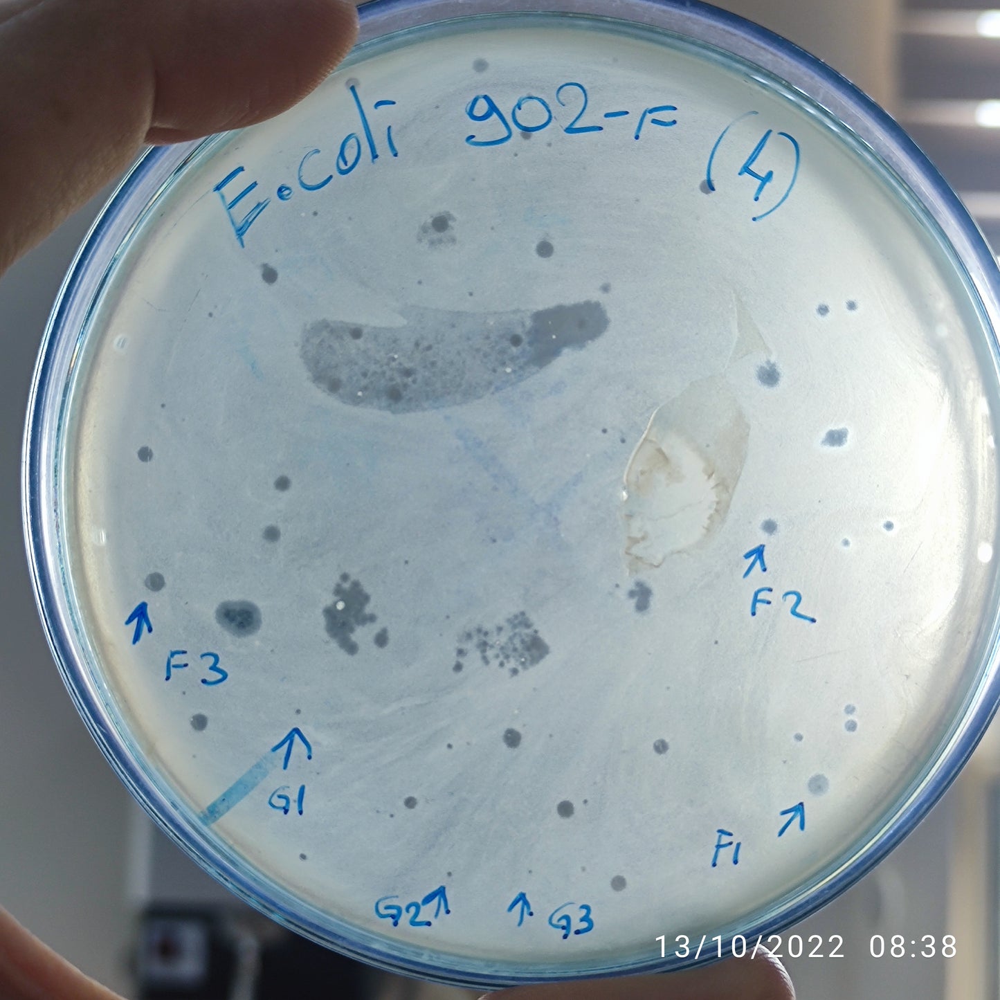Escherichia coli bacteriophage 100902F