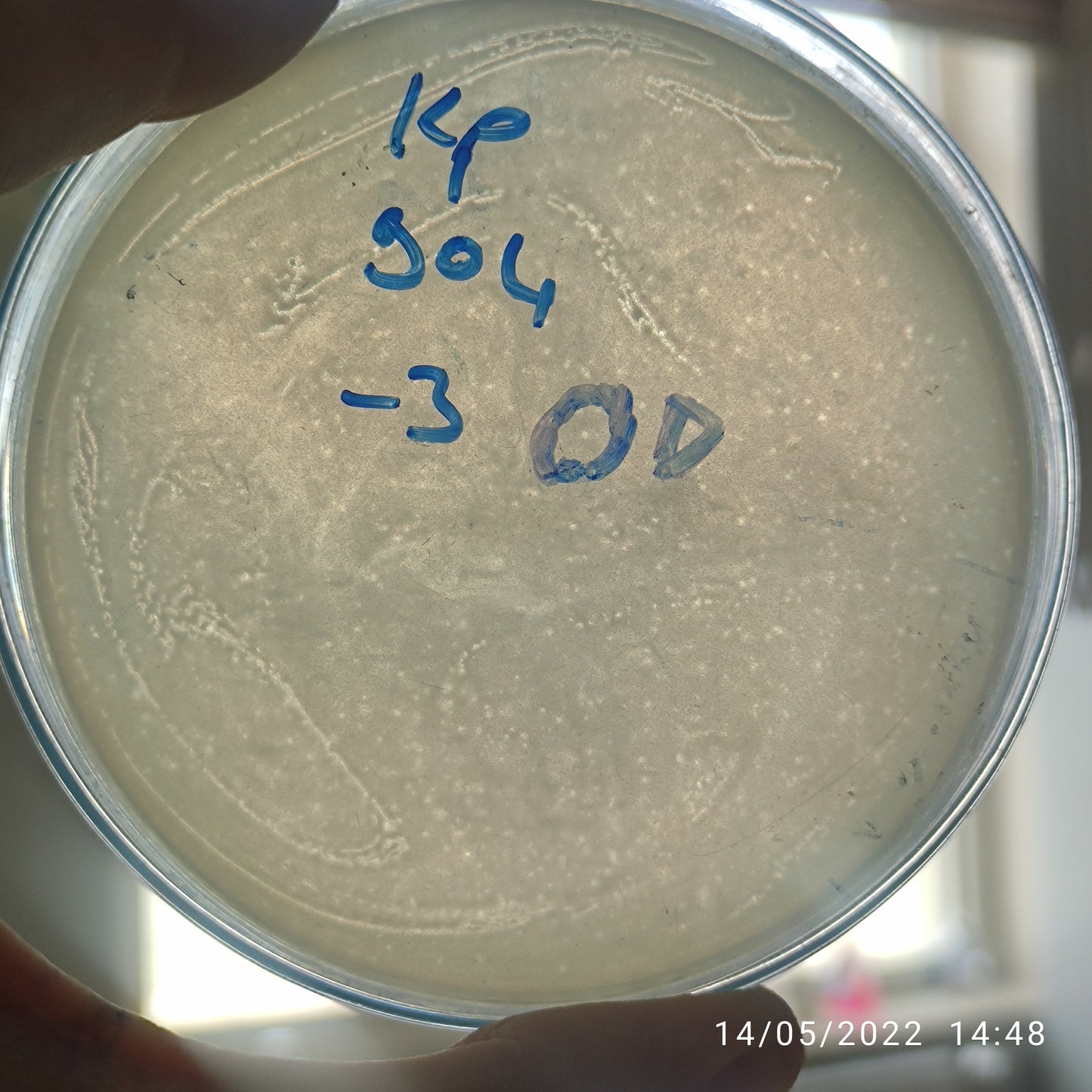 Klebsiella pneumoniae bacteriophage 180904D