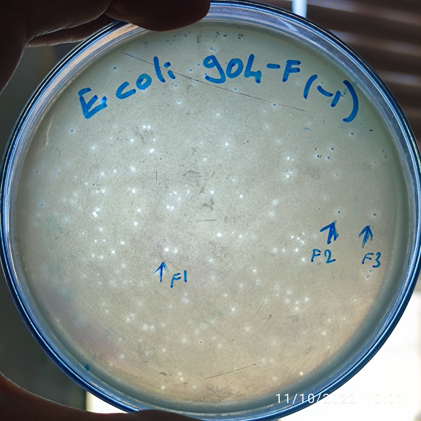 Escherichia coli bacteriophage 100904F