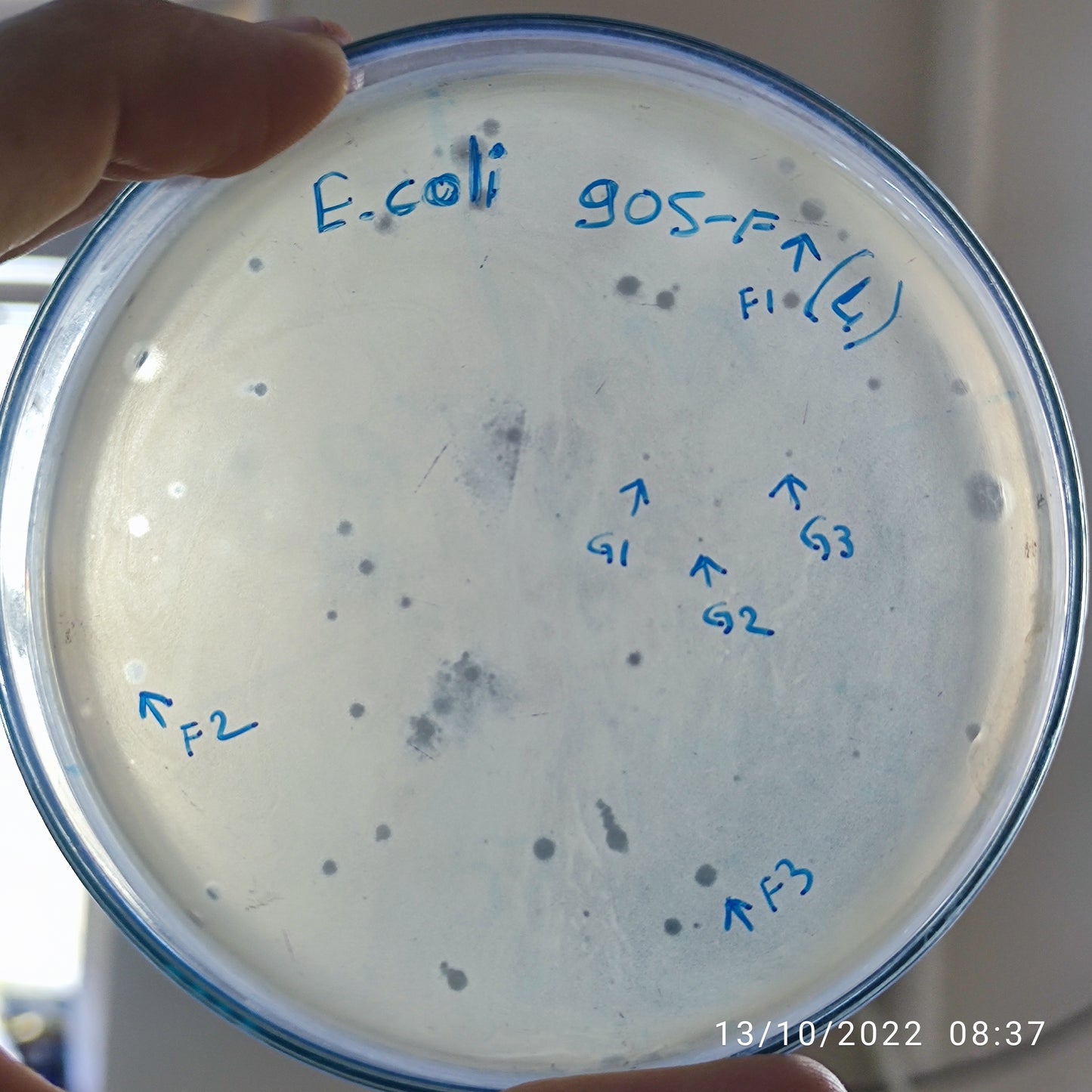 Escherichia coli bacteriophage 100905F