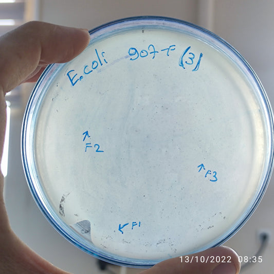 Escherichia coli bacteriophage 100907F