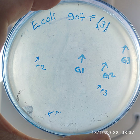 Escherichia coli bacteriophage 100907G