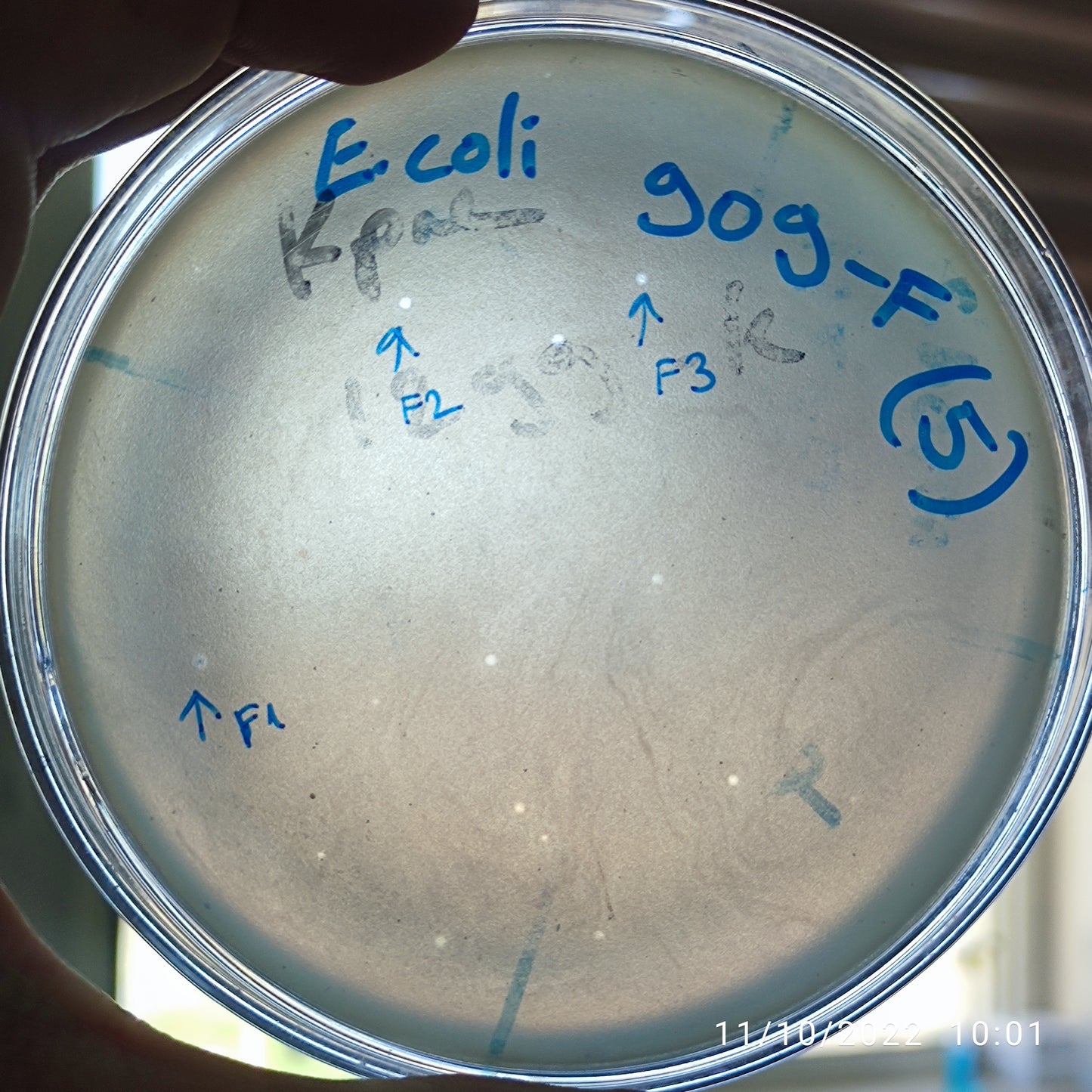 Escherichia coli bacteriophage 100909F