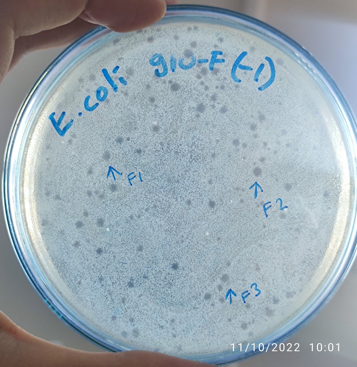 Escherichia coli bacteriophage 100910F