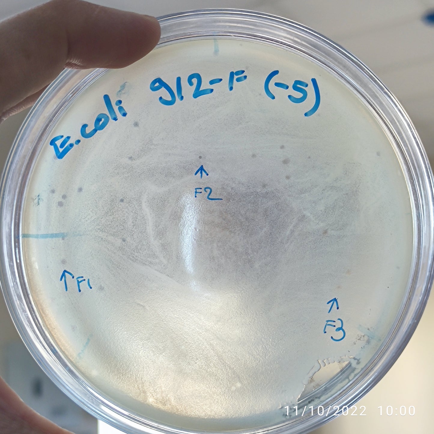 Escherichia coli bacteriophage 100912F