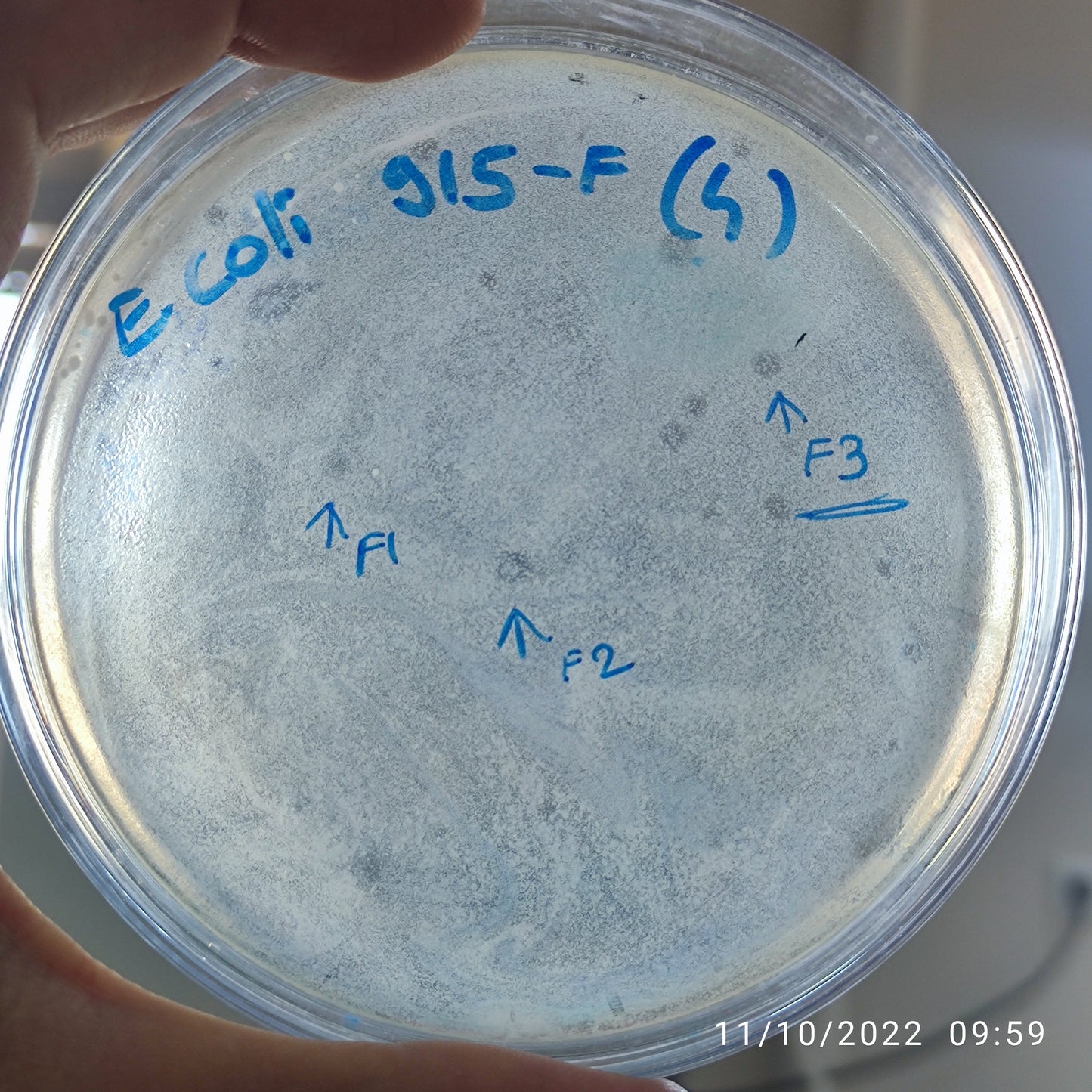 Escherichia coli bacteriophage 100915F