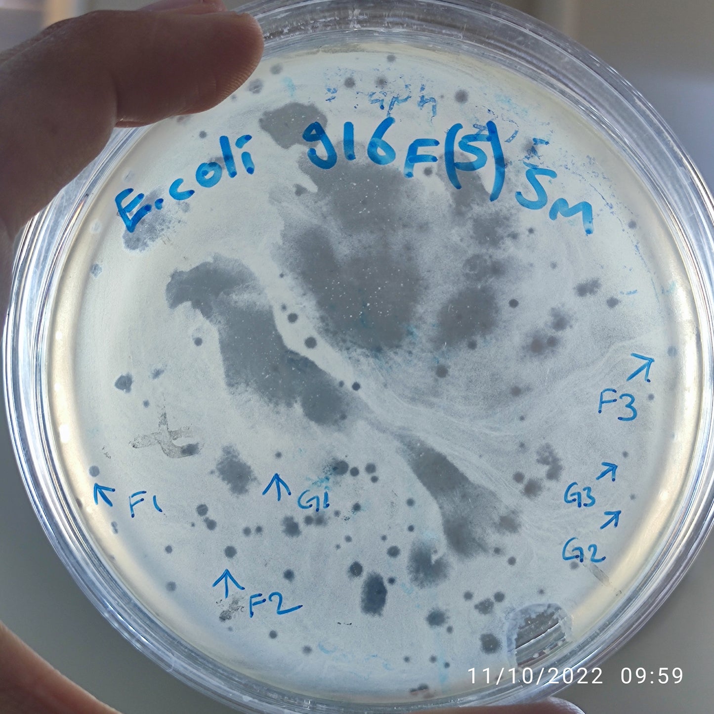 Escherichia coli bacteriophage 100916F