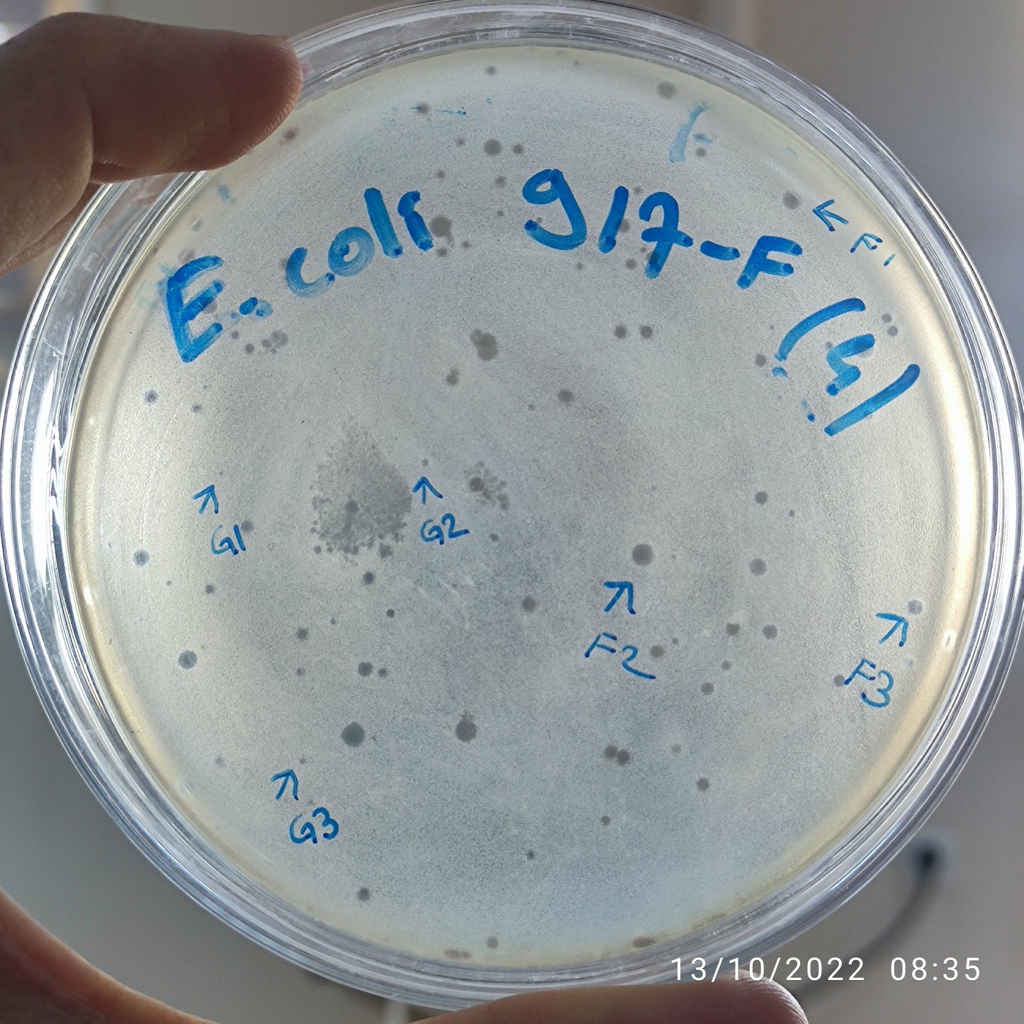 Escherichia coli bacteriophage 100917F
