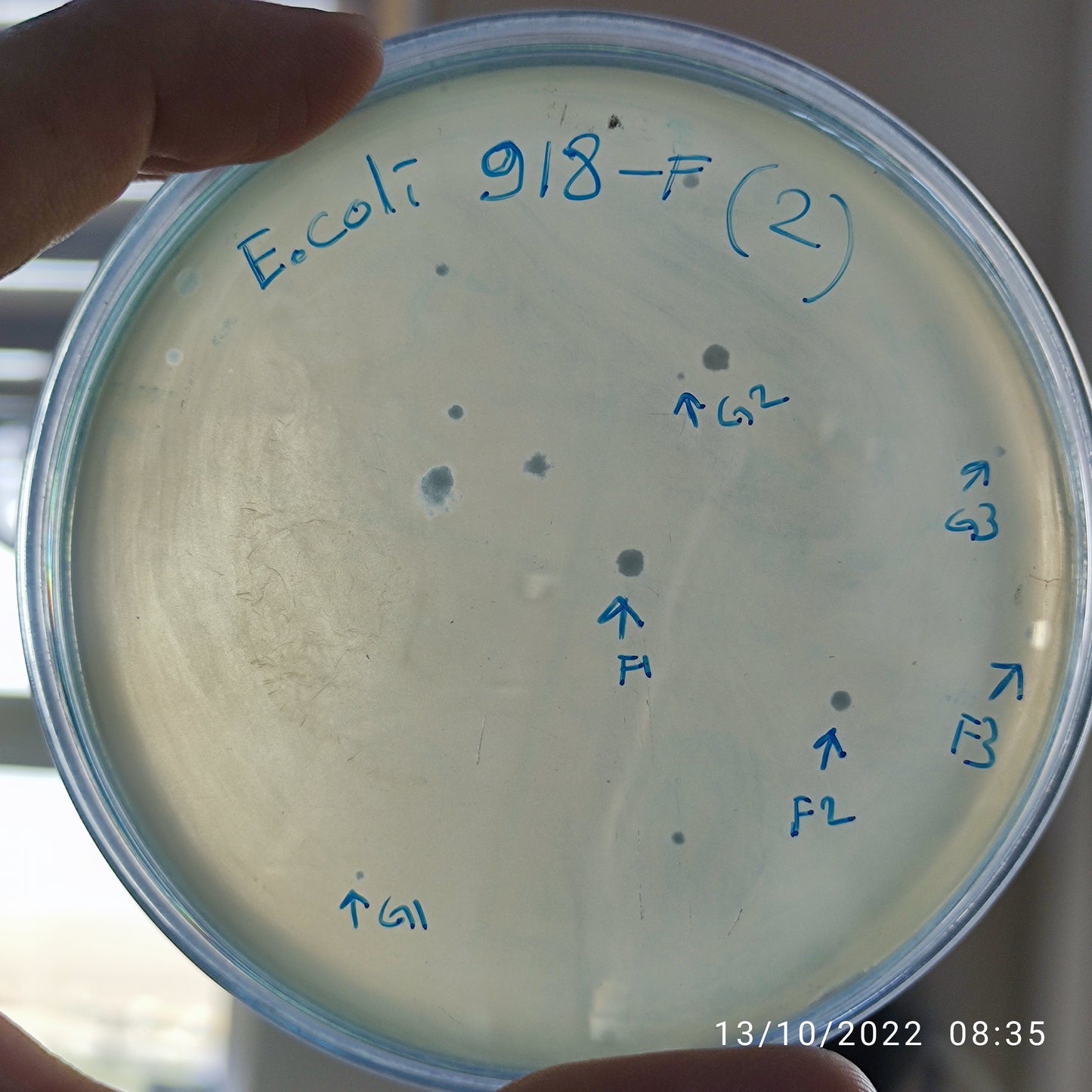Escherichia coli bacteriophage 100918F