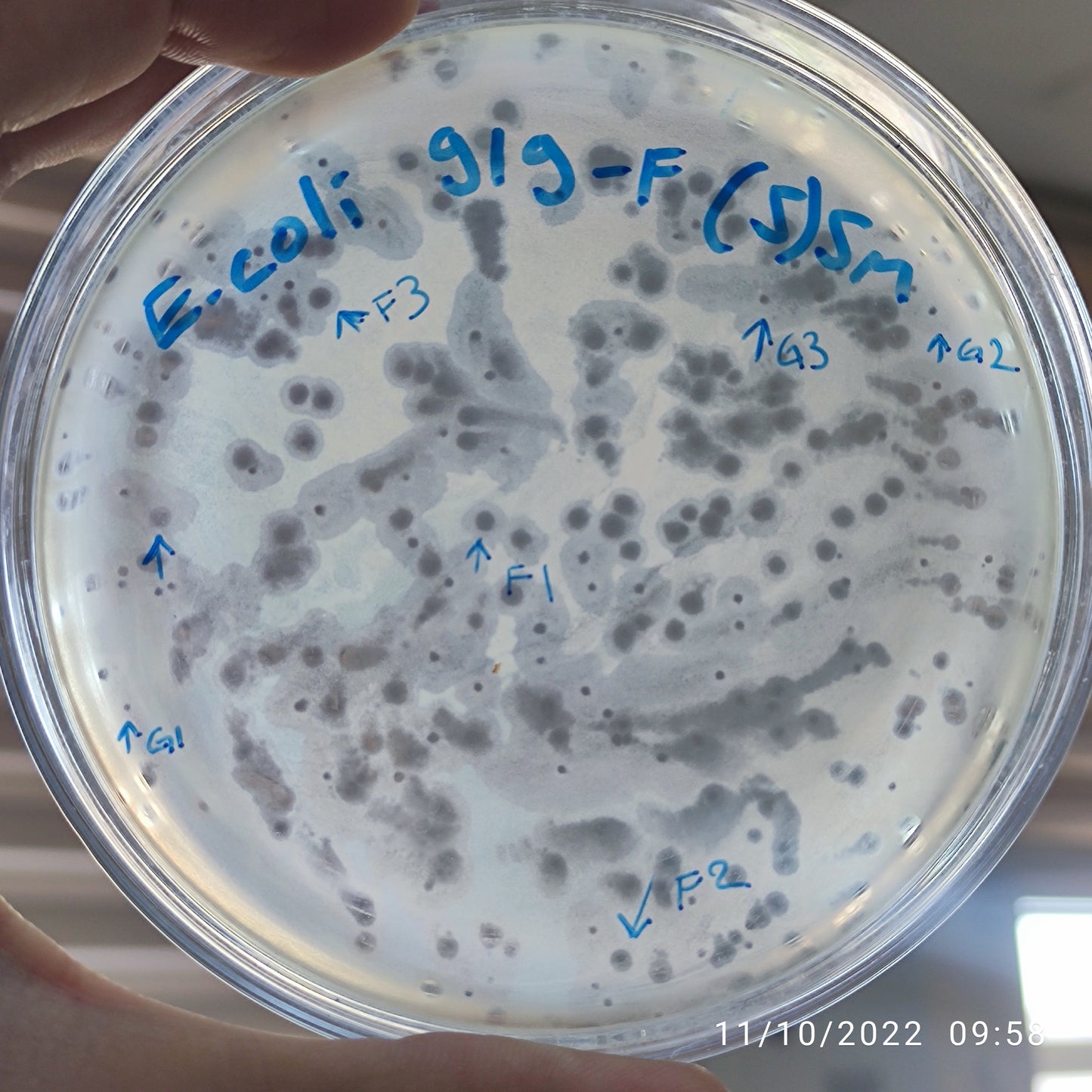 Escherichia coli bacteriophage 100919F