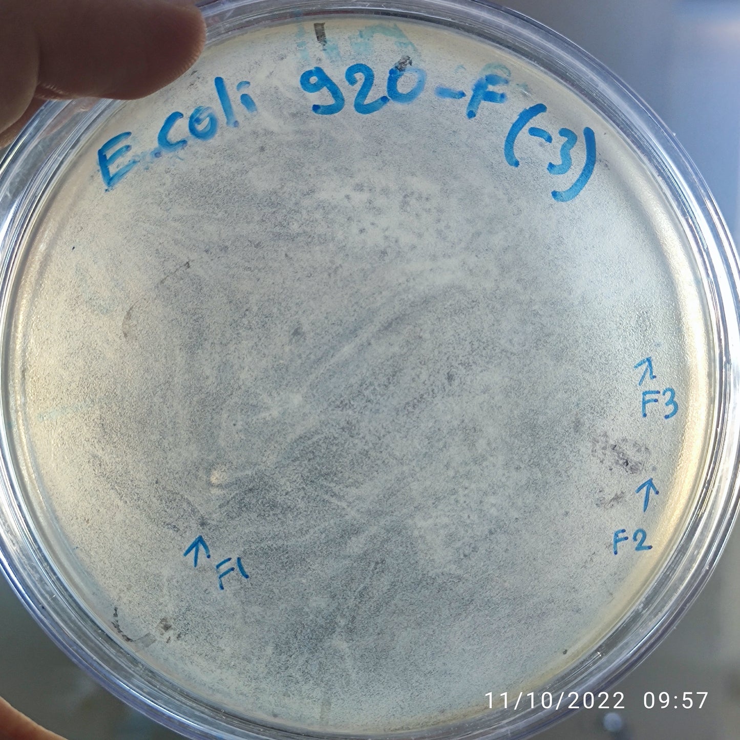 Escherichia coli bacteriophage 100920F