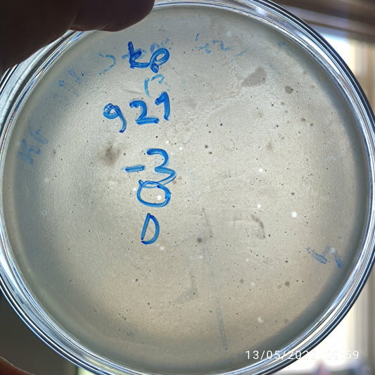 Klebsiella pneumoniae bacteriophage 180921D