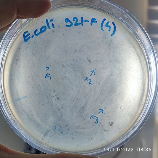 Escherichia coli bacteriophage 100921F