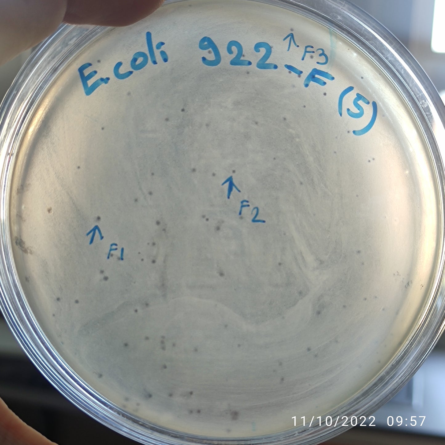 Escherichia coli bacteriophage 100922F