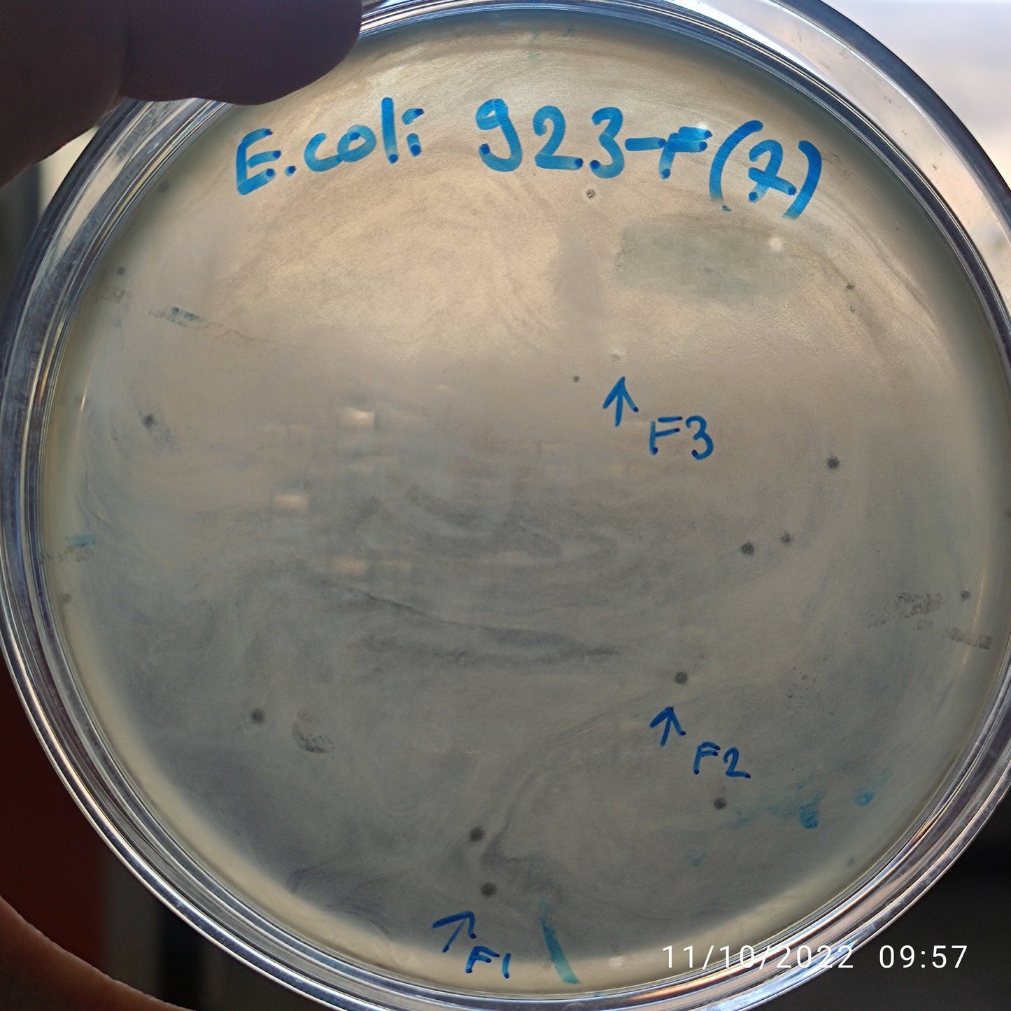 Escherichia coli bacteriophage 100923F