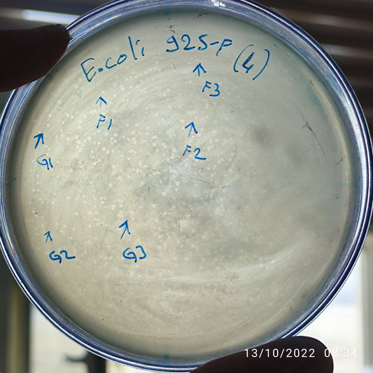 Escherichia coli bacteriophage 100925G