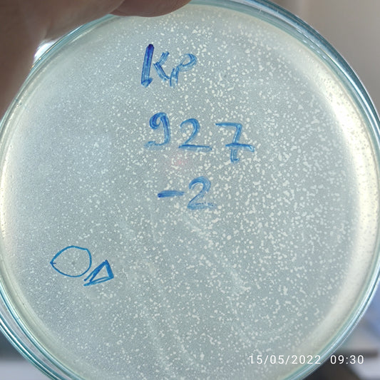 Klebsiella pneumoniae bacteriophage 180927D