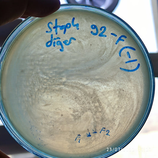 Staphylococcus epidermidis bacteriophage 158092F