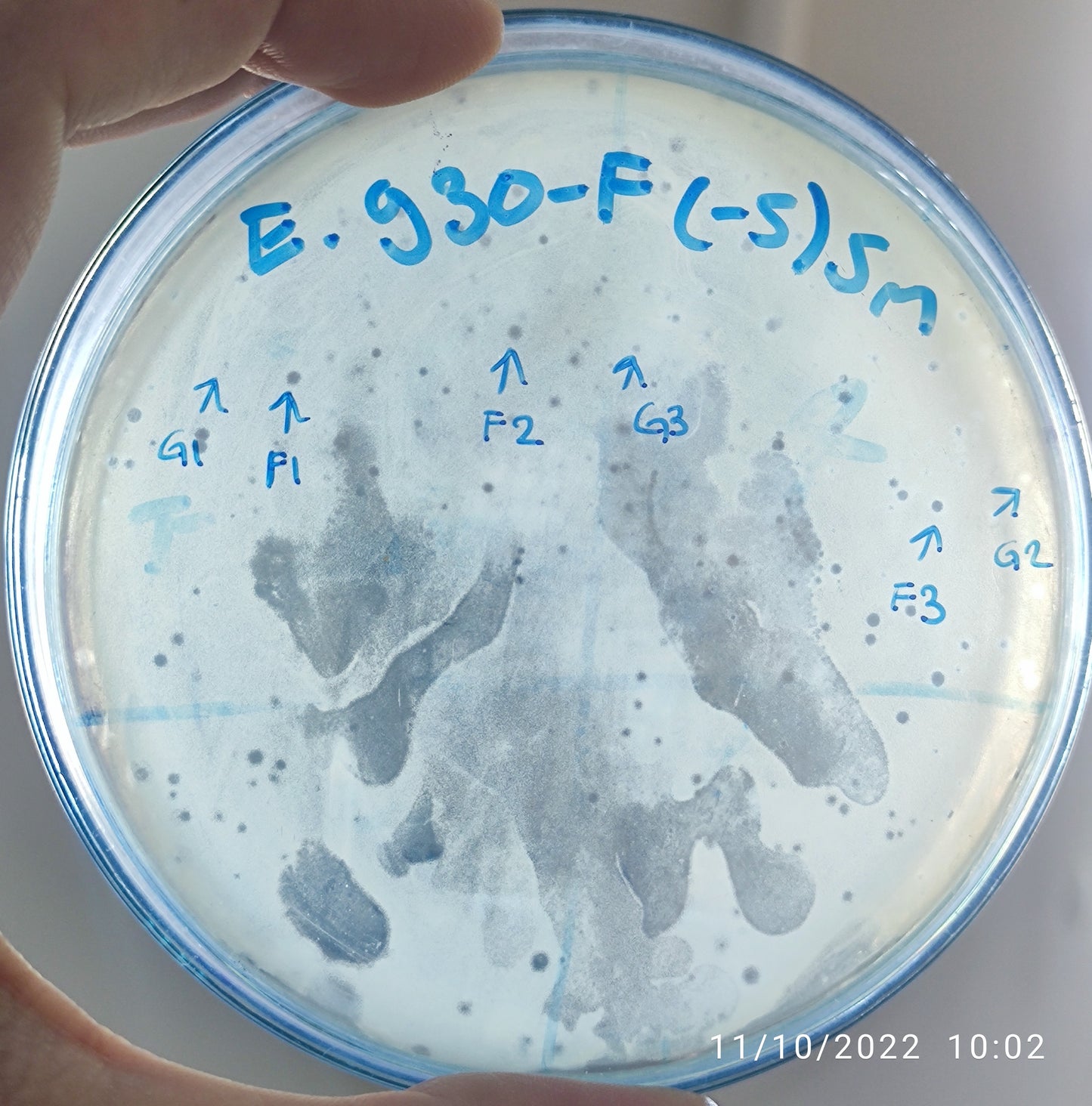 Escherichia coli bacteriophage 100930G