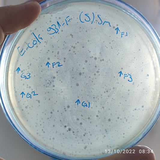 Escherichia coli bacteriophage 100931G