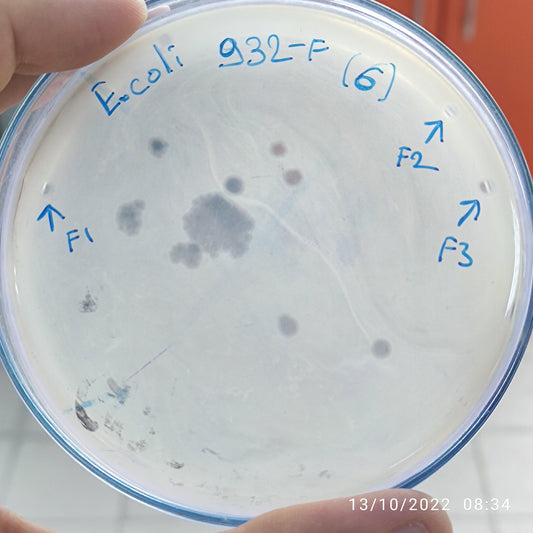 Escherichia coli bacteriophage 100932F