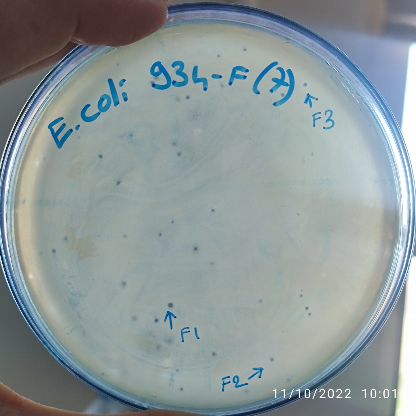 Escherichia coli bacteriophage 100934F