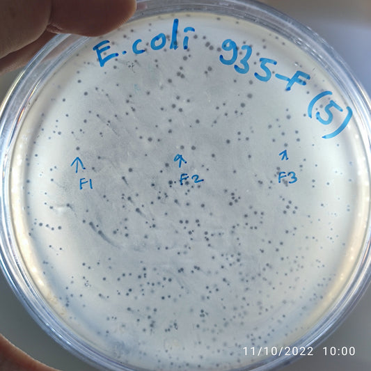 Escherichia coli bacteriophage 100935F