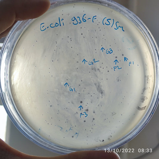 Escherichia coli bacteriophage 100936G