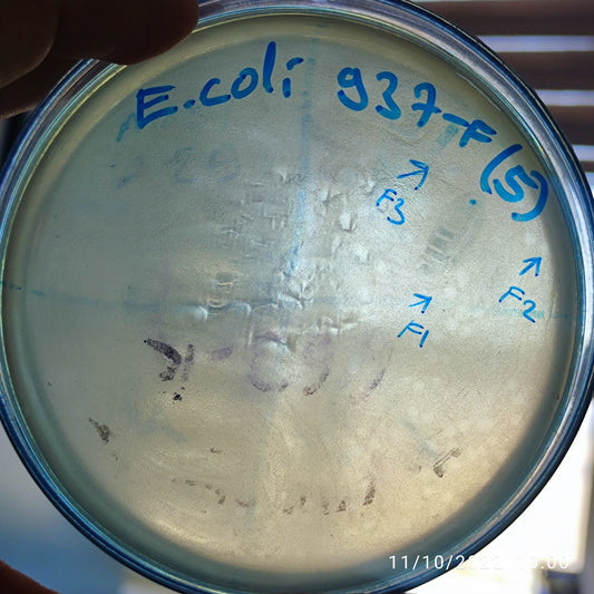 Escherichia coli bacteriophage 100937F